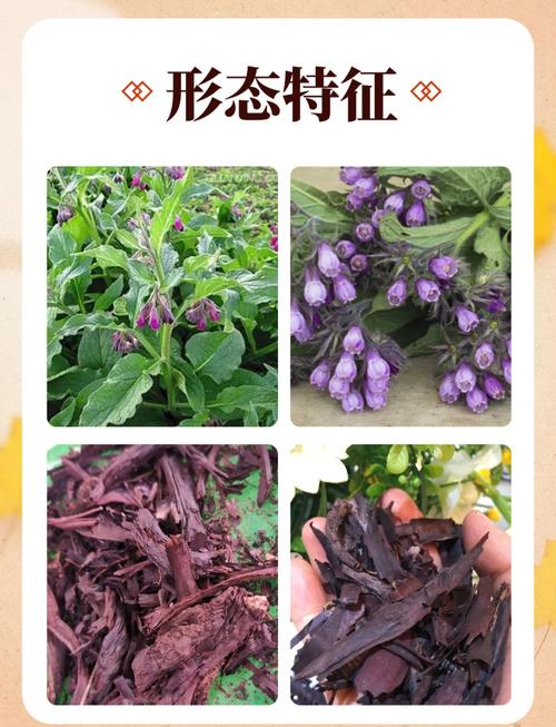 滇紫草的功效与作用，长花滇紫草的功效与作用-第5张图片-优品飞百科