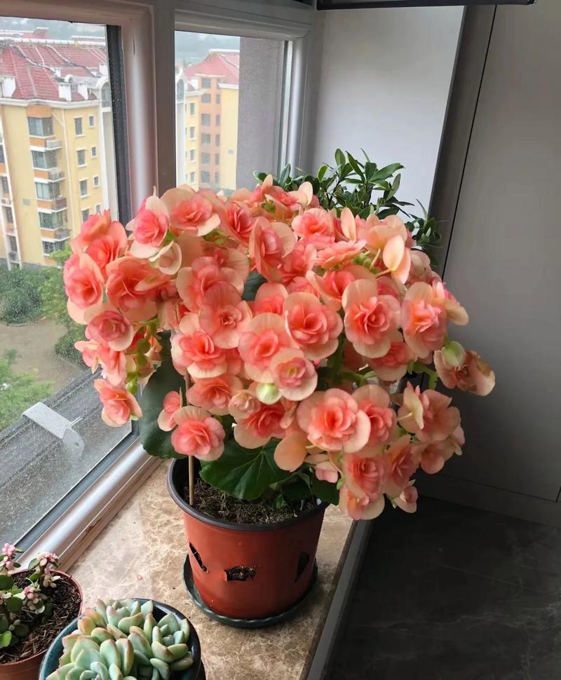 丽格海棠有毒吗，丽格海棠有毒吗能放在卧室吗-第3张图片-优品飞百科