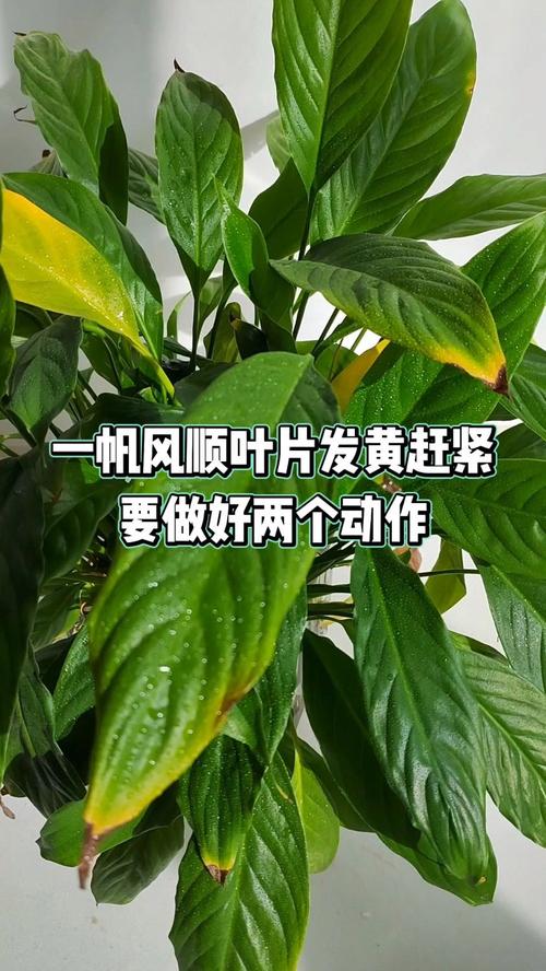白鹤芋叶子根部发黑的原因，白鹤芋叶子根部发黑的原因是什么？-第4张图片-优品飞百科