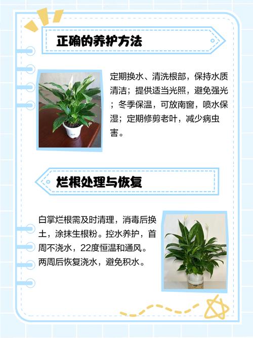 白鹤芋叶子根部发黑的原因，白鹤芋叶子根部发黑的原因是什么？-第6张图片-优品飞百科