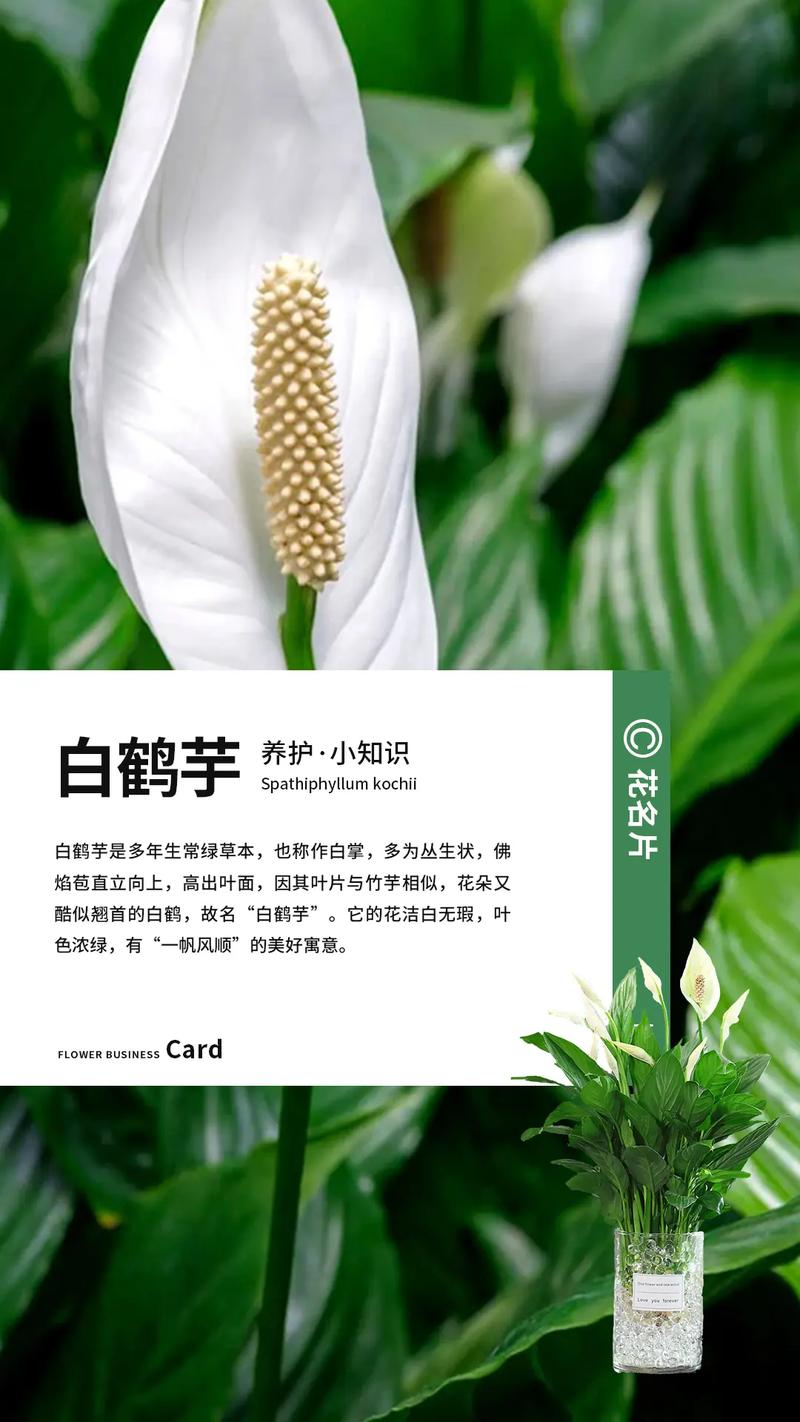 白鹤芋叶子根部发黑的原因，白鹤芋叶子根部发黑的原因是什么？-第7张图片-优品飞百科