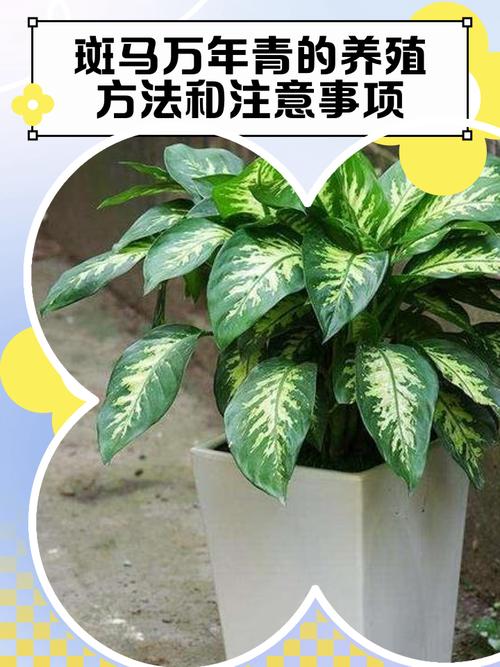 斑马万年青的繁殖方法，斑马万年青的繁殖方法有哪些？