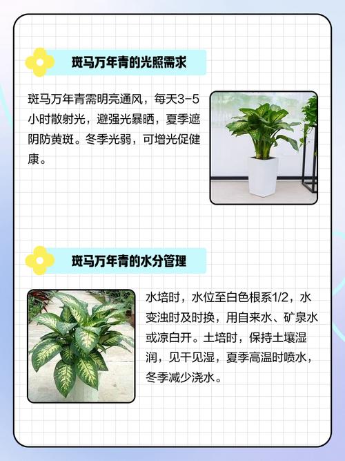 斑马万年青的繁殖方法，斑马万年青的繁殖方法有哪些？-第2张图片-优品飞百科