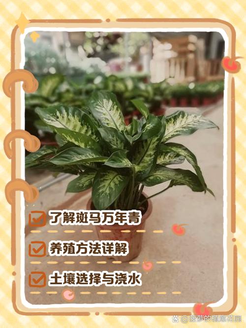 斑马万年青的繁殖方法，斑马万年青的繁殖方法有哪些？-第3张图片-优品飞百科