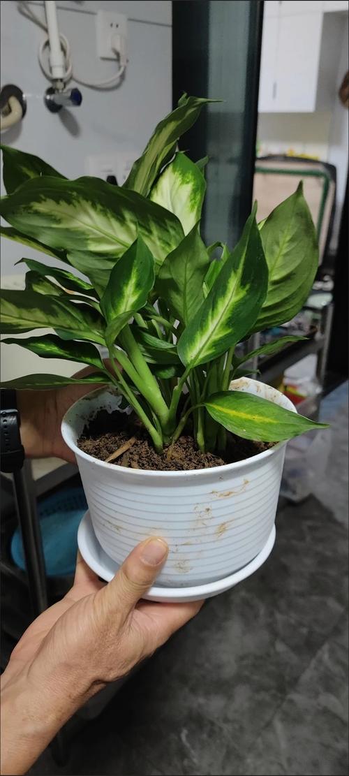 斑马万年青的繁殖方法，斑马万年青的繁殖方法有哪些？-第6张图片-优品飞百科