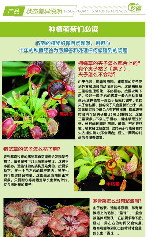 捕蝇草的特点，对人有危害吗，捕蝇草的特点,对人有危害吗为什么？-第4张图片-优品飞百科