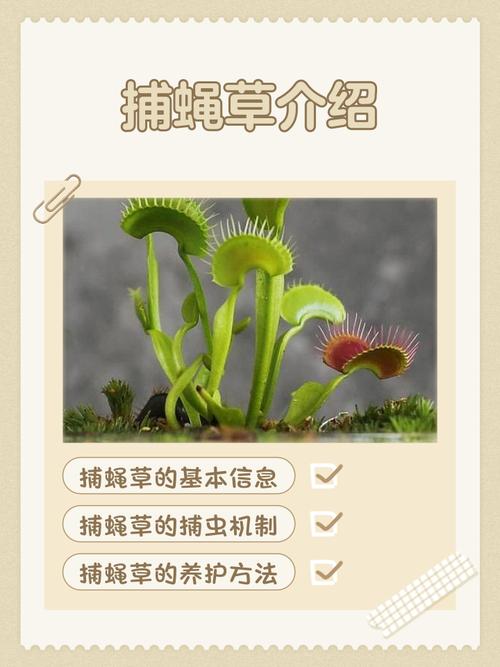 捕蝇草的特点，对人有危害吗，捕蝇草的特点,对人有危害吗为什么？-第3张图片-优品飞百科