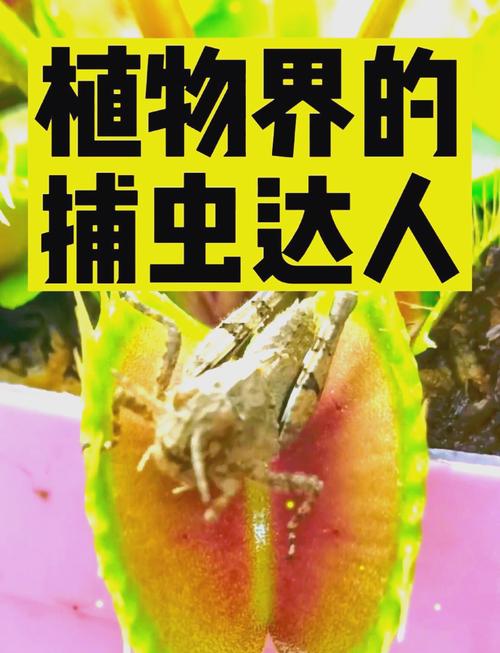 捕蝇草的特点，对人有危害吗，捕蝇草的特点,对人有危害吗为什么？-第5张图片-优品飞百科