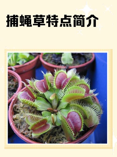 捕蝇草的特点，对人有危害吗，捕蝇草的特点,对人有危害吗为什么？-第6张图片-优品飞百科