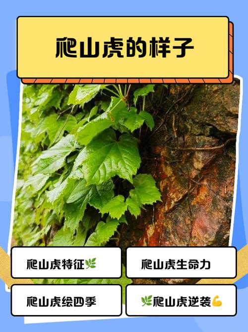 爬山虎有什么特点，爬山虎图片大全，爬山虎的长什么样子图片？-第2张图片-优品飞百科
