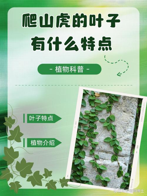 爬山虎有什么特点，爬山虎图片大全，爬山虎的长什么样子图片？-第3张图片-优品飞百科