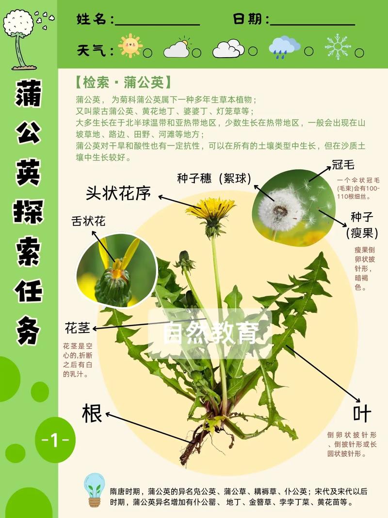 蒲公英的资料，蒲公英图片，蒲公英的秒懂百科？