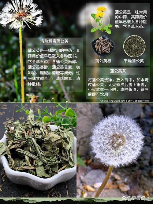 蒲公英的资料，蒲公英图片，蒲公英的秒懂百科？-第2张图片-优品飞百科