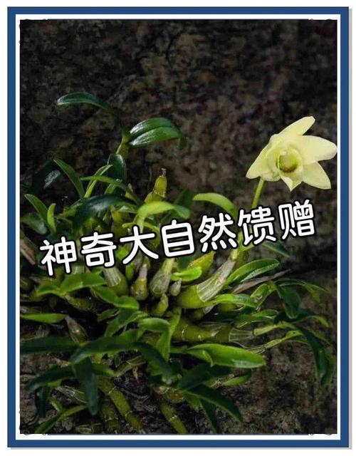 霍山石斛的功效与作用，霍山石斛的功效与作用的功能