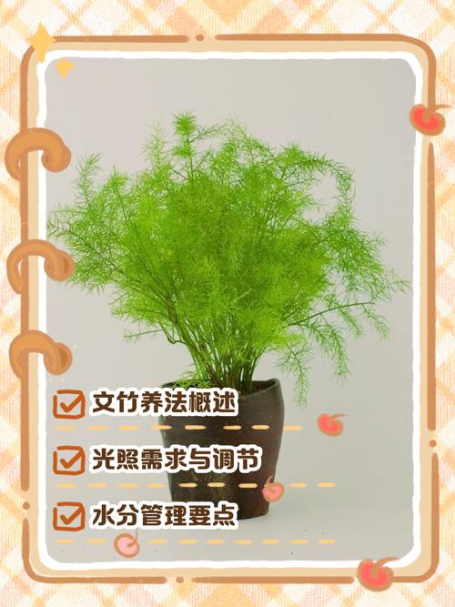 文竹的养殖方法，文竹的养殖方法和注意事项竹？