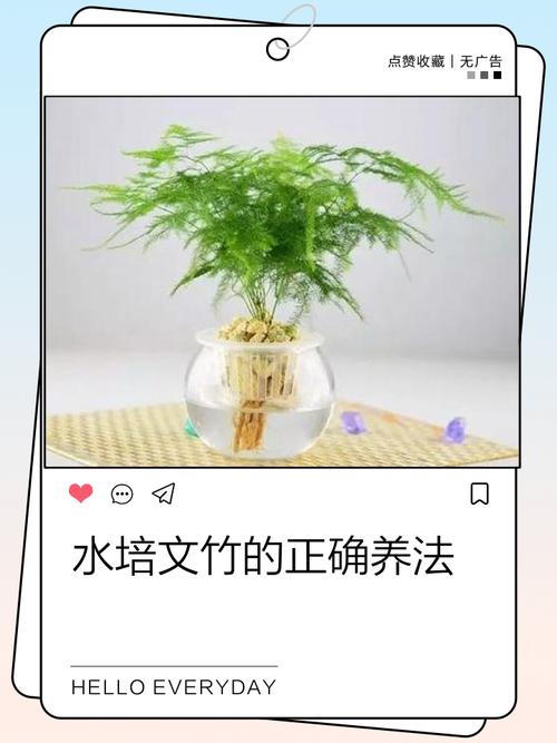 文竹的养殖方法，文竹的养殖方法和注意事项竹？-第2张图片-优品飞百科