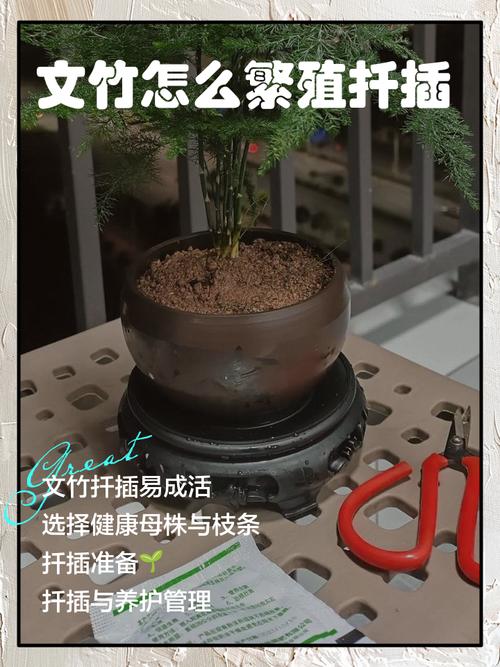 文竹的养殖方法，文竹的养殖方法和注意事项竹？-第3张图片-优品飞百科