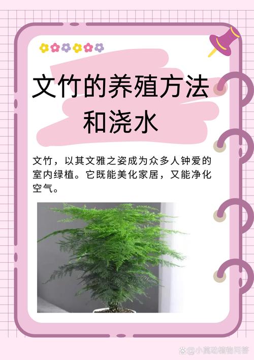 文竹的养殖方法，文竹的养殖方法和注意事项竹？-第4张图片-优品飞百科