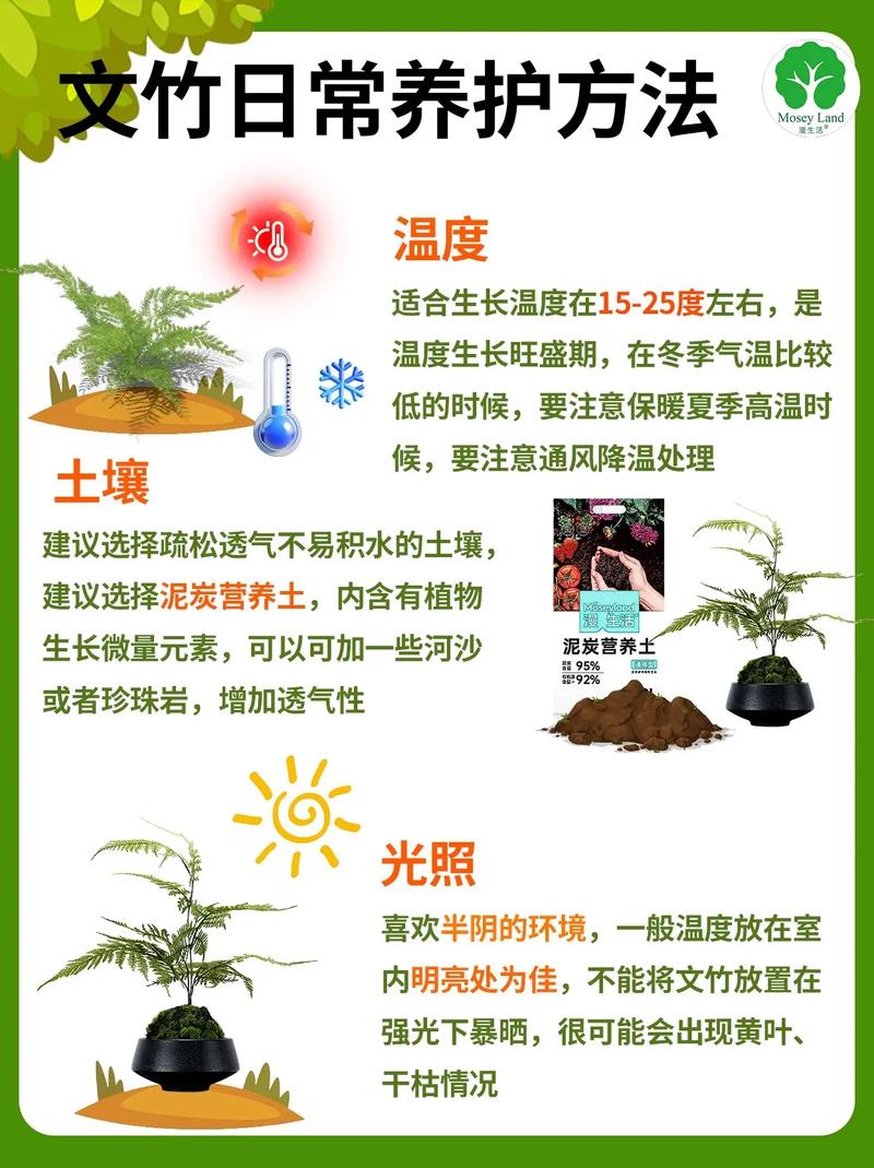 文竹的养殖方法，文竹的养殖方法和注意事项竹？-第5张图片-优品飞百科