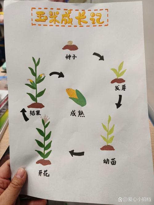 玉米怎么播种种子，玉米播种种子方向-第2张图片-优品飞百科