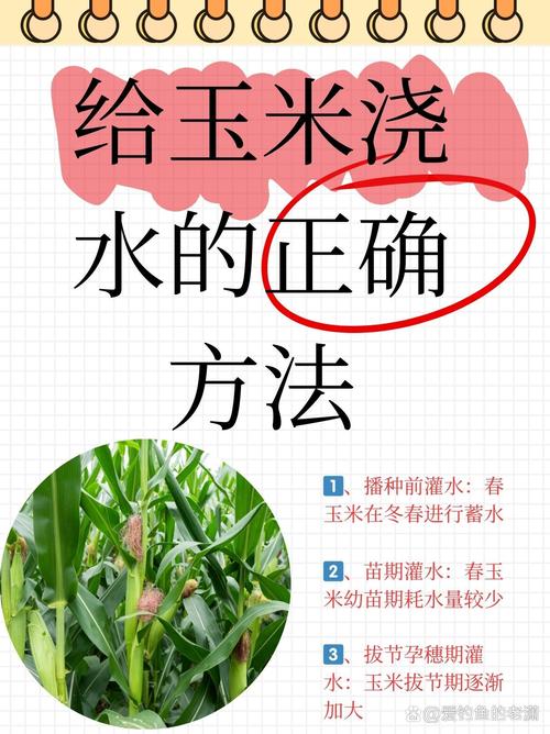 玉米怎么播种种子，玉米播种种子方向-第3张图片-优品飞百科