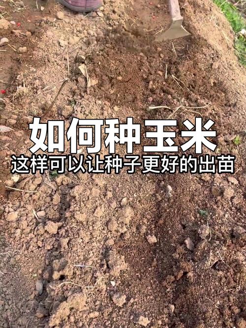 玉米怎么播种种子，玉米播种种子方向-第4张图片-优品飞百科