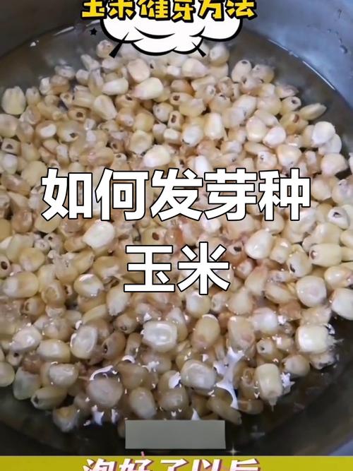 玉米怎么播种种子，玉米播种种子方向-第6张图片-优品飞百科