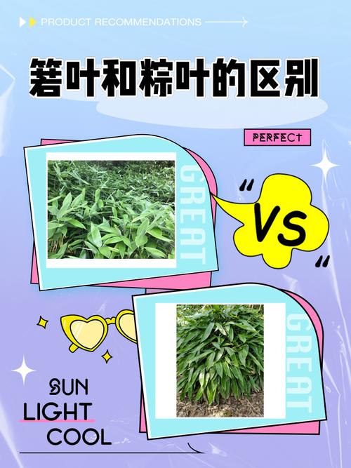 包粽子的叶子叫什么，包粽子那个叶子叫什么叶子-第7张图片-优品飞百科