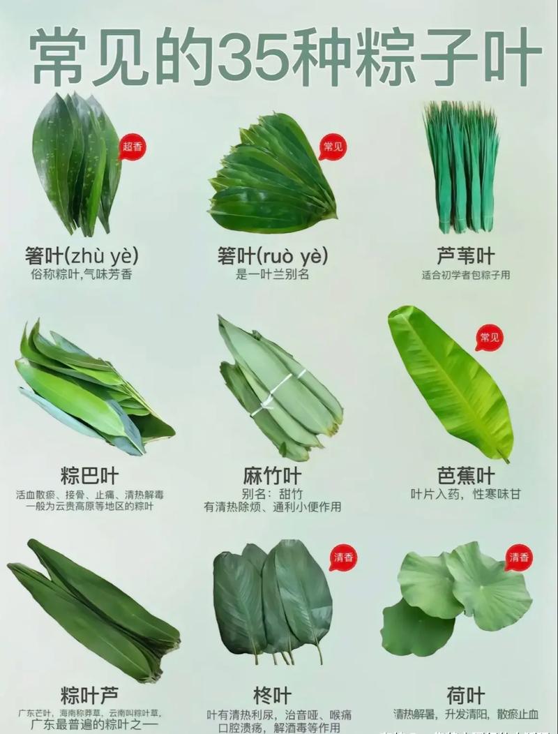 包粽子的叶子叫什么，包粽子那个叶子叫什么叶子-第8张图片-优品飞百科