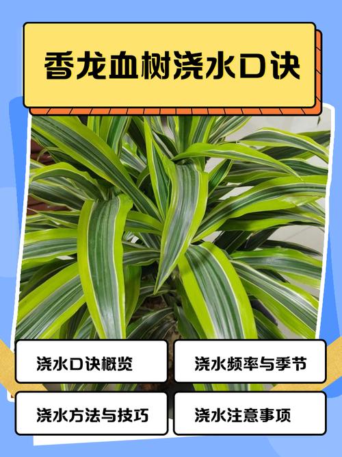飞龙施肥方法？飞龙杀虫？-第2张图片-优品飞百科