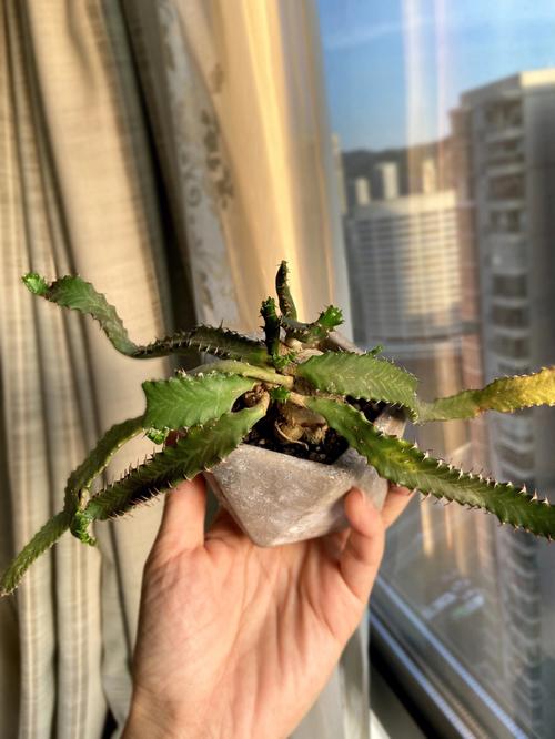 飞龙施肥方法？飞龙杀虫？-第4张图片-优品飞百科