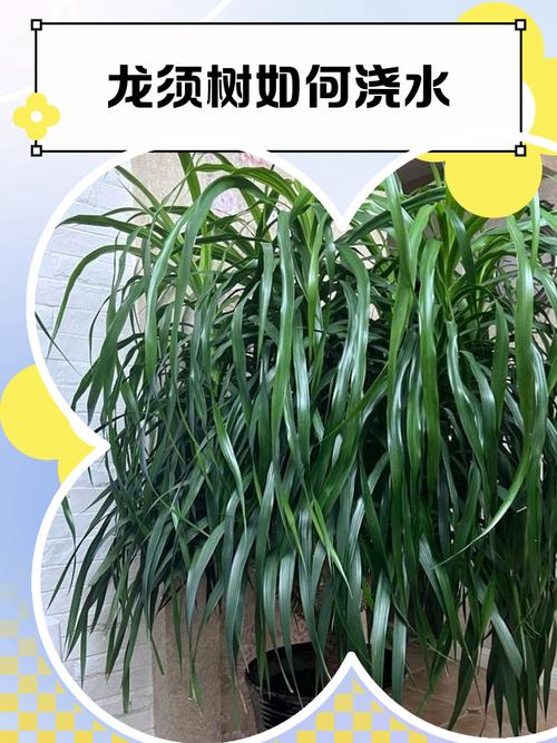 飞龙施肥方法？飞龙杀虫？-第6张图片-优品飞百科
