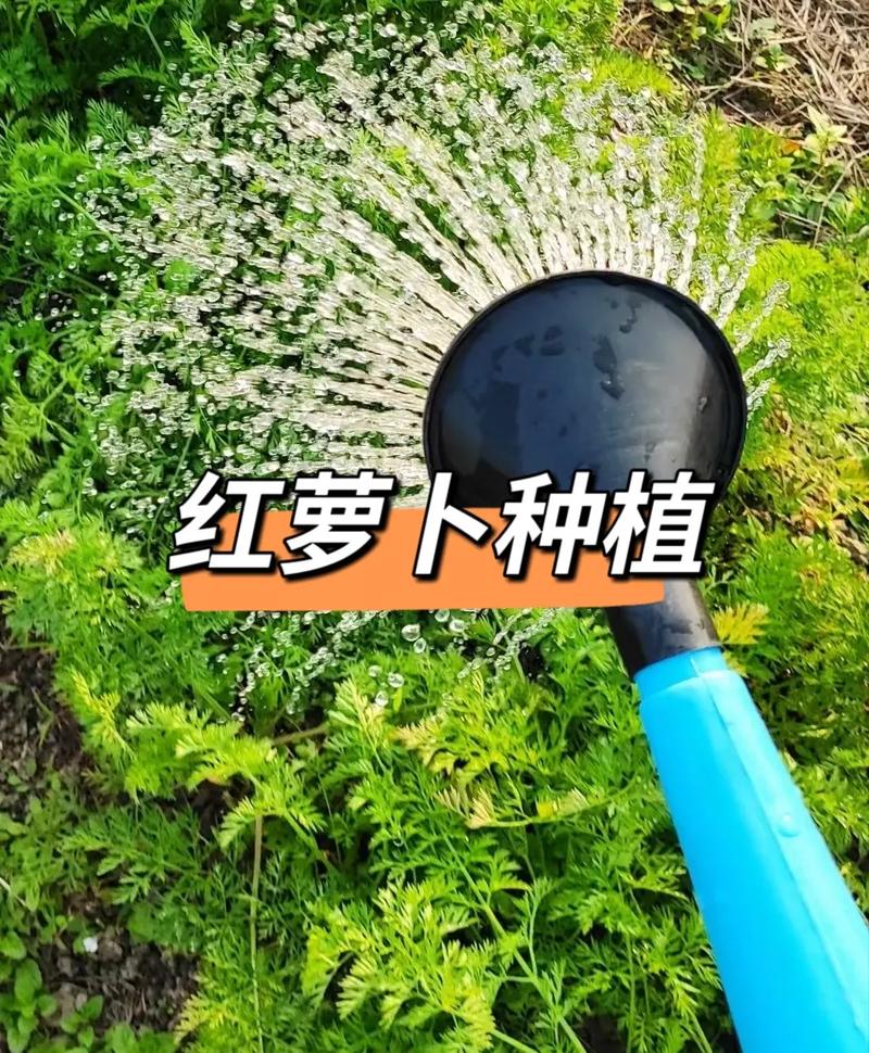 红萝卜的种植方法和时间,种红萝卜的正确方法-第3张图片-优品飞百科 红萝卜的种植方法和时间,种红萝卜的正确方法-第3张图片-优品飞百科