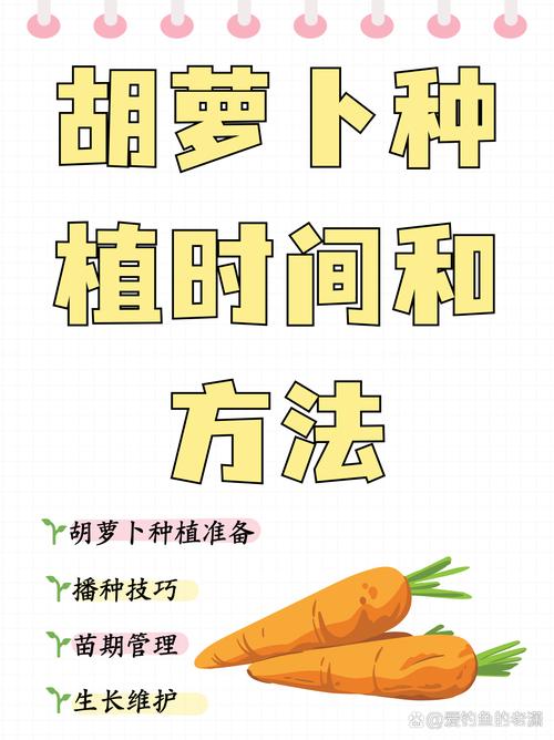 红萝卜的种植方法和时间,种红萝卜的正确方法-第4张图片-优品飞百科 红萝卜的种植方法和时间,种红萝卜的正确方法-第4张图片-优品飞百科