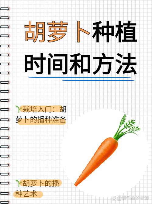 红萝卜的种植方法和时间,种红萝卜的正确方法-第5张图片-优品飞百科 红萝卜的种植方法和时间,种红萝卜的正确方法-第5张图片-优品飞百科