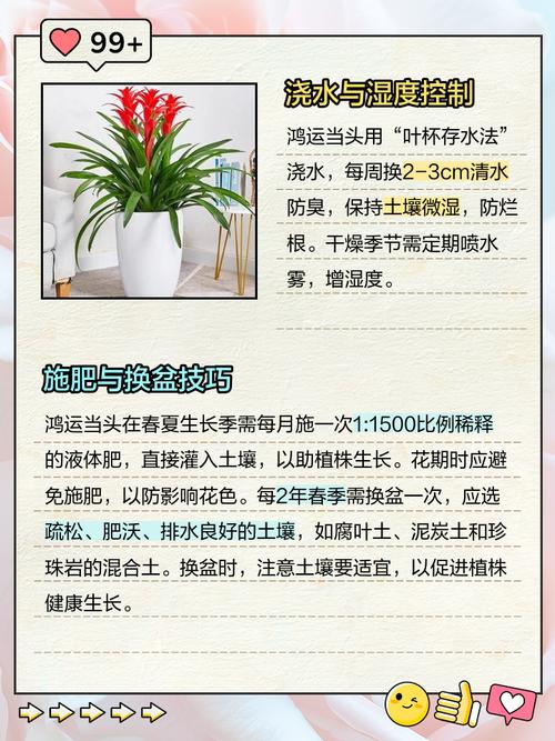 鸿远当头的养殖方法？鸿运当头养殖方法和注意事项视频？-第3张图片-优品飞百科