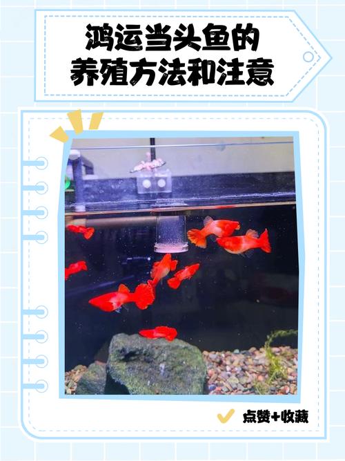 鸿远当头的养殖方法？鸿运当头养殖方法和注意事项视频？-第5张图片-优品飞百科