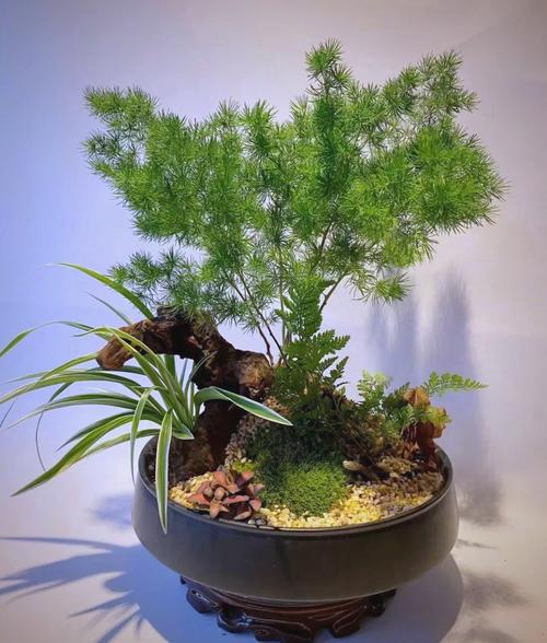 办公室风水大有讲究？不要慌，养好这几盆花助你大展宏图！，办公室风水养什么花-第3张图片-优品飞百科