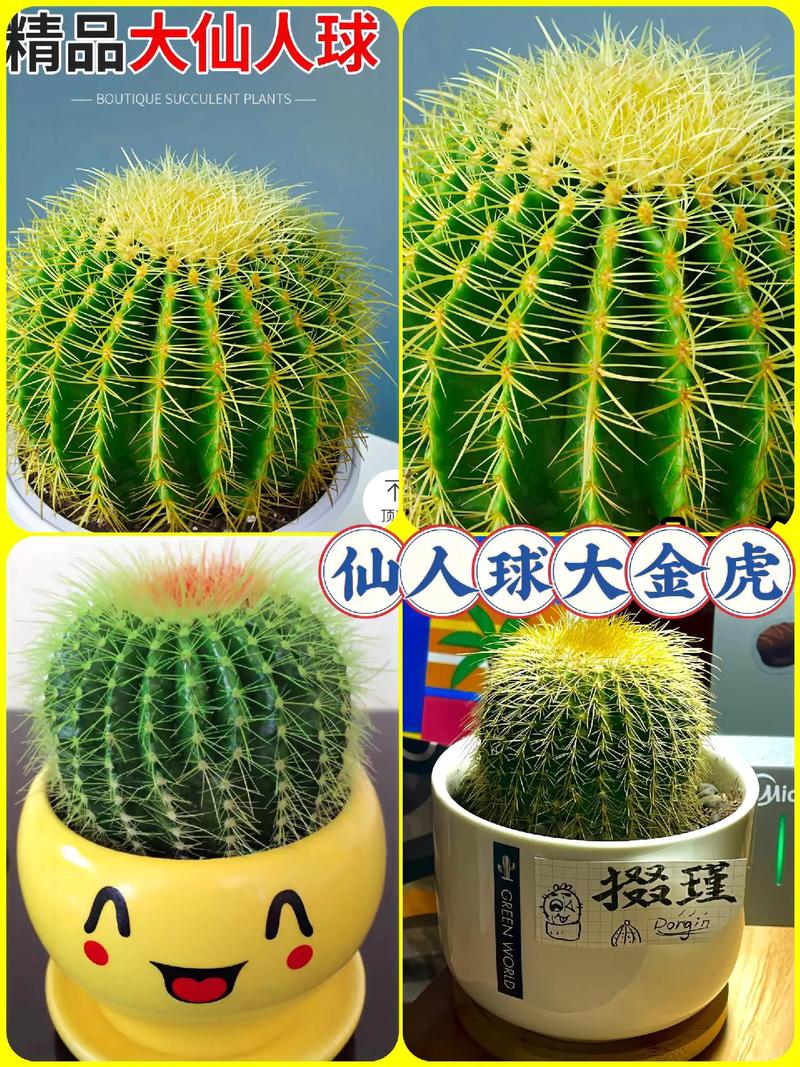 办公室风水大有讲究？不要慌，养好这几盆花助你大展宏图！，办公室风水养什么花-第4张图片-优品飞百科