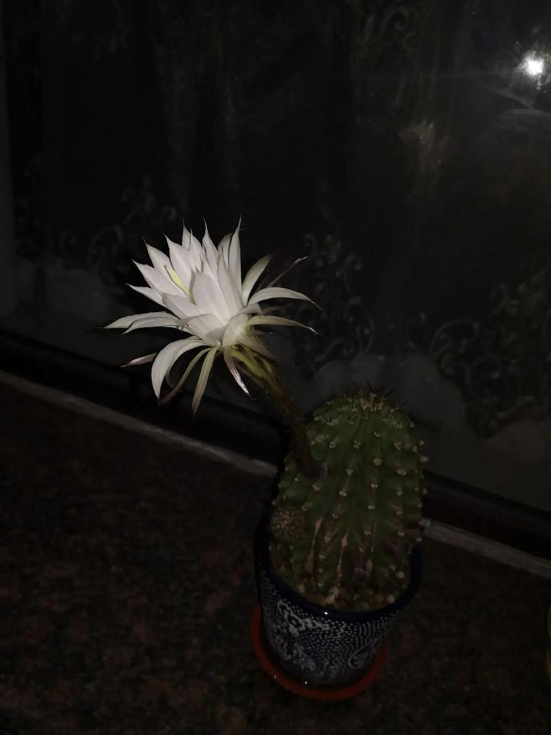 办公室风水大有讲究？不要慌，养好这几盆花助你大展宏图！，办公室风水养什么花-第5张图片-优品飞百科