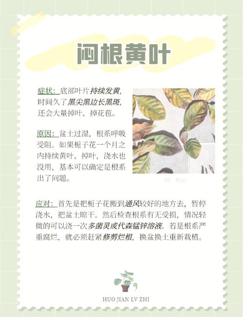 栀子花叶子干枯怎么办？栀子花叶子干枯怎么办小妙招？