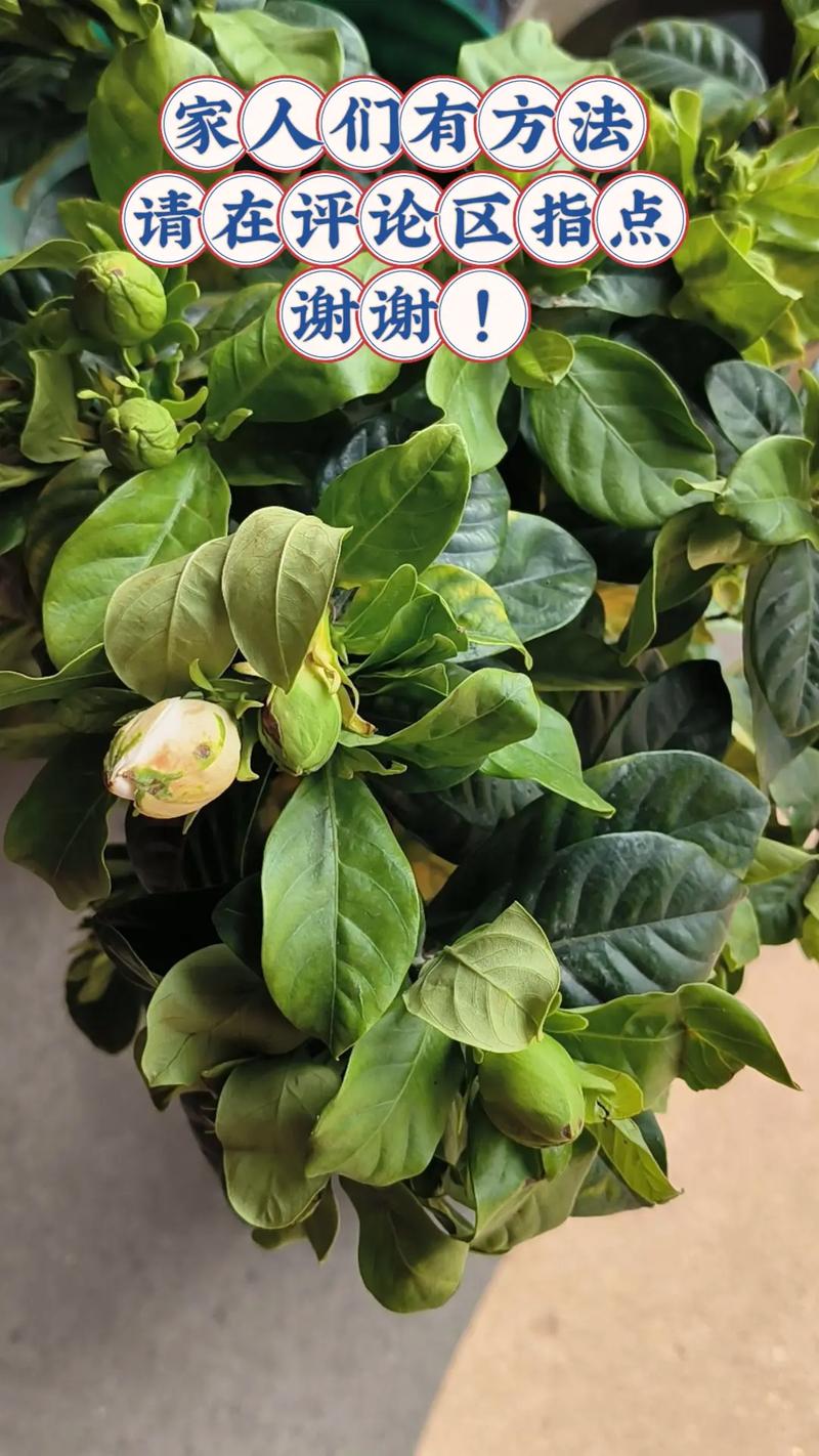 栀子花叶子干枯怎么办？栀子花叶子干枯怎么办小妙招？-第2张图片-优品飞百科