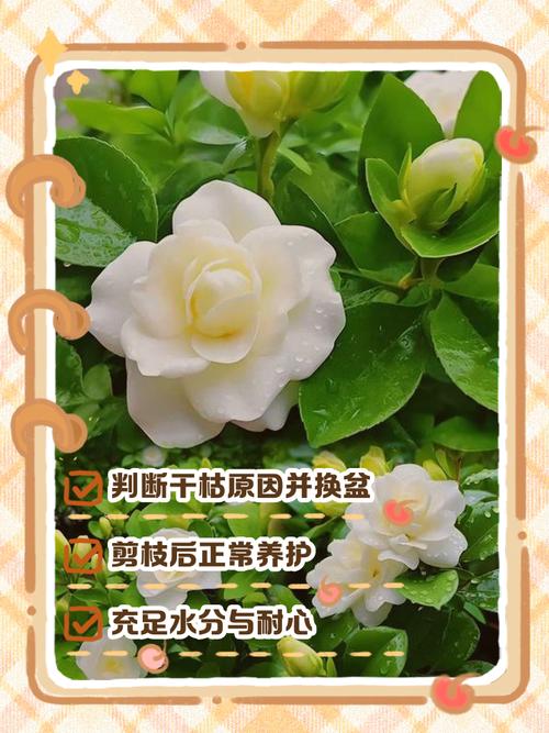 栀子花叶子干枯怎么办？栀子花叶子干枯怎么办小妙招？-第3张图片-优品飞百科