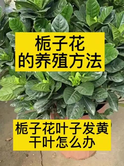 栀子花叶子干枯怎么办？栀子花叶子干枯怎么办小妙招？-第4张图片-优品飞百科