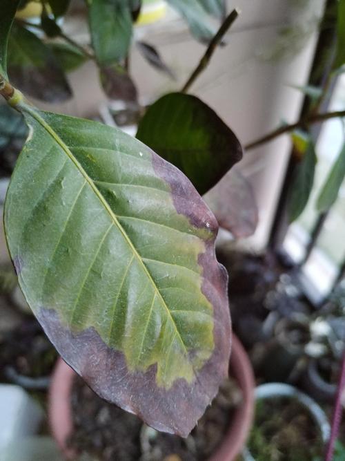 栀子花叶子干枯怎么办？栀子花叶子干枯怎么办小妙招？-第5张图片-优品飞百科