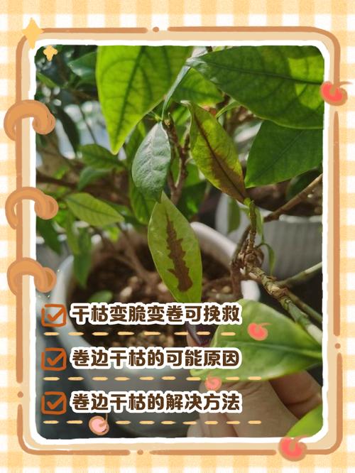 栀子花叶子干枯怎么办？栀子花叶子干枯怎么办小妙招？-第6张图片-优品飞百科