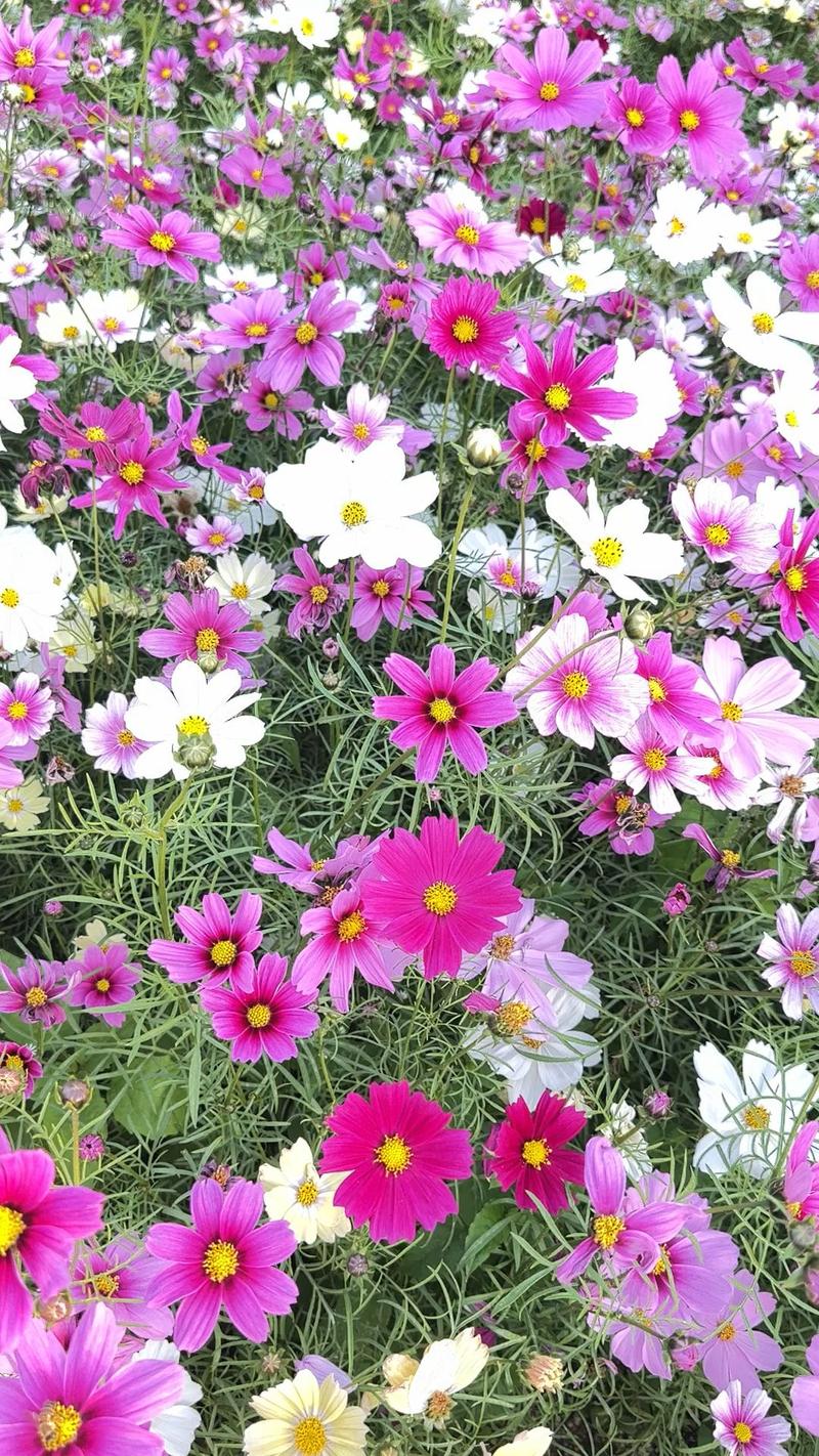 格桑花有什么寓意，格桑花的寓意和象征着？