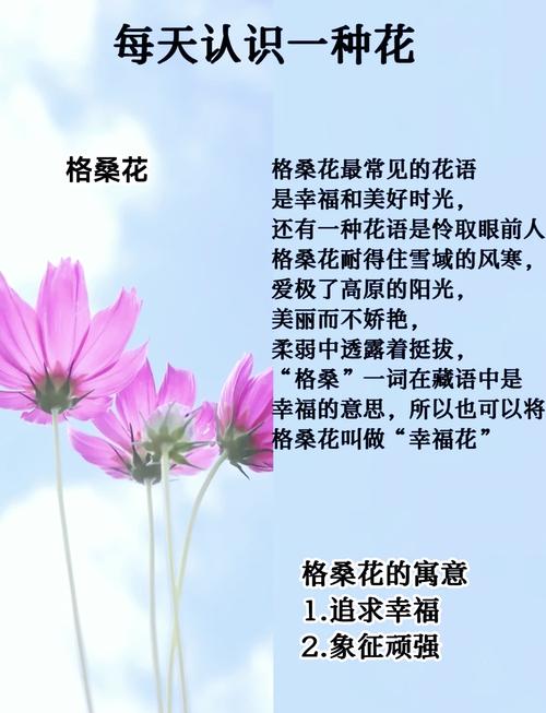 格桑花有什么寓意，格桑花的寓意和象征着？-第2张图片-优品飞百科