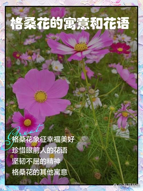 格桑花有什么寓意，格桑花的寓意和象征着？-第3张图片-优品飞百科