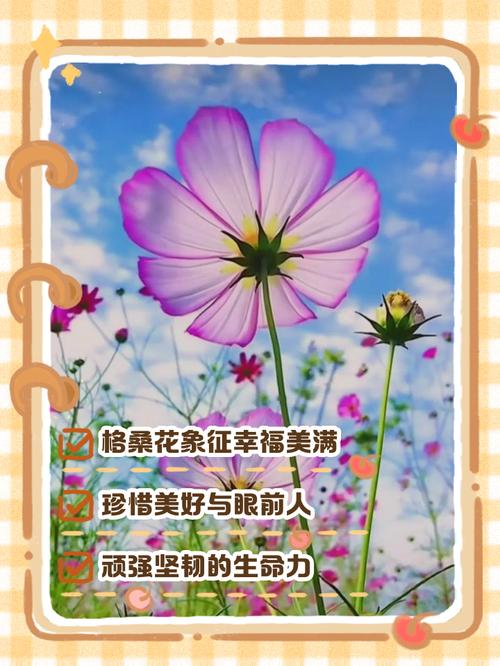 格桑花有什么寓意，格桑花的寓意和象征着？-第5张图片-优品飞百科